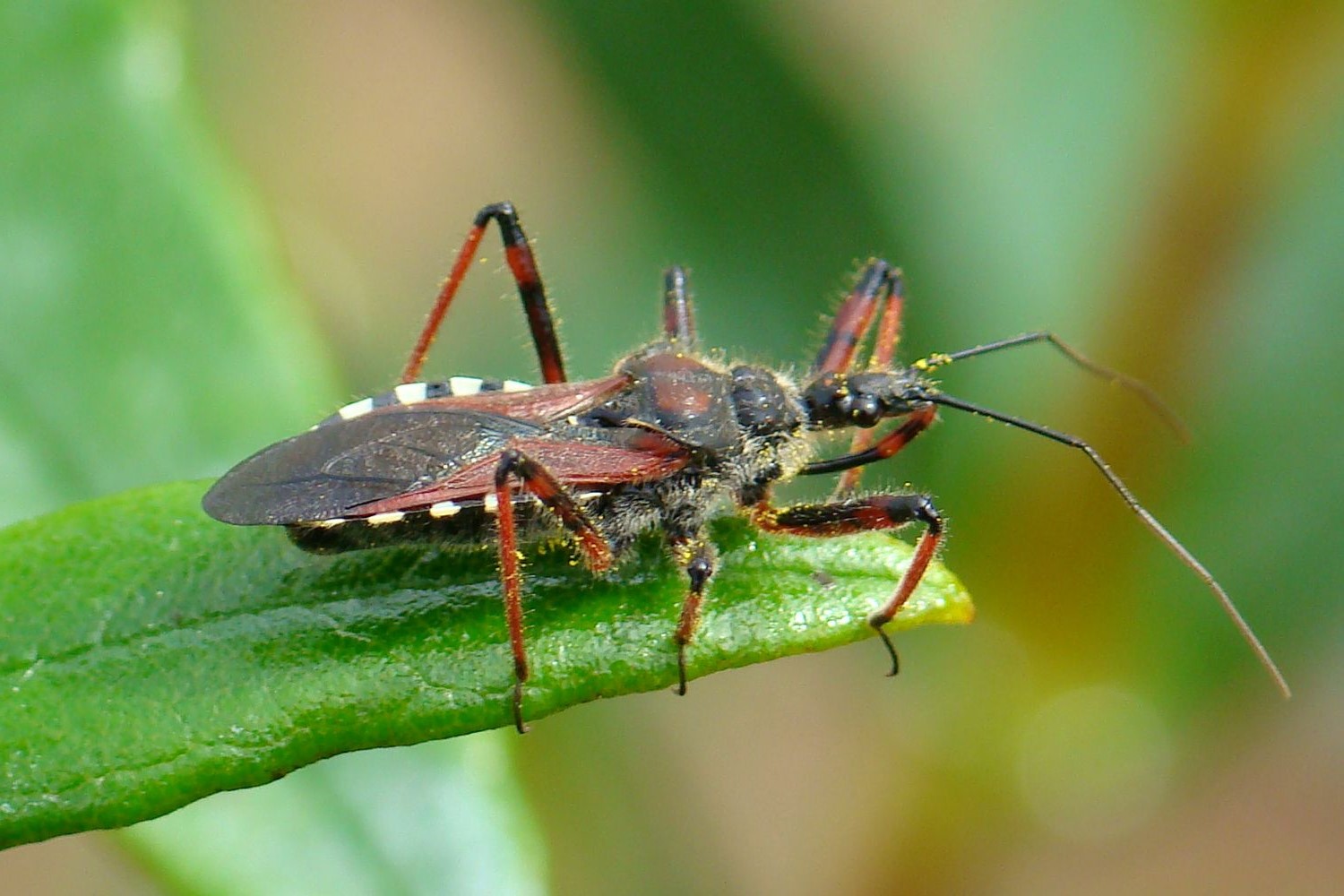 34-great-assassin-bug-facts-1717773540.jpg