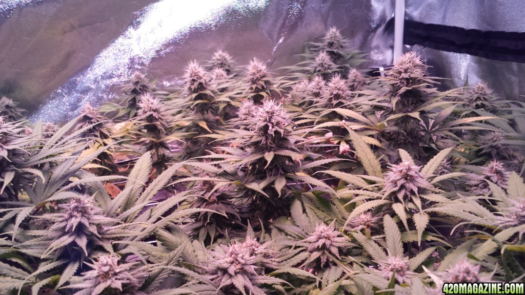 36 days flower