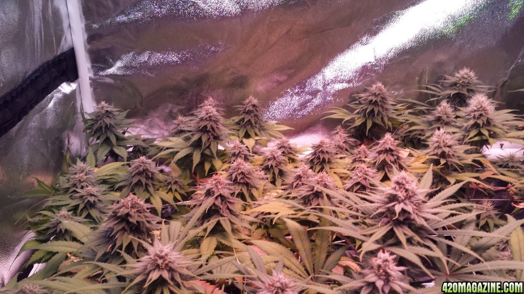 36 days flower