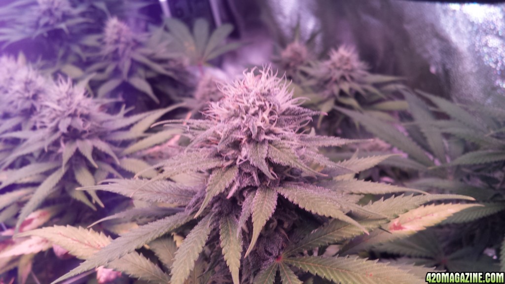 36 days flower