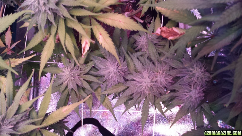 36 days flower