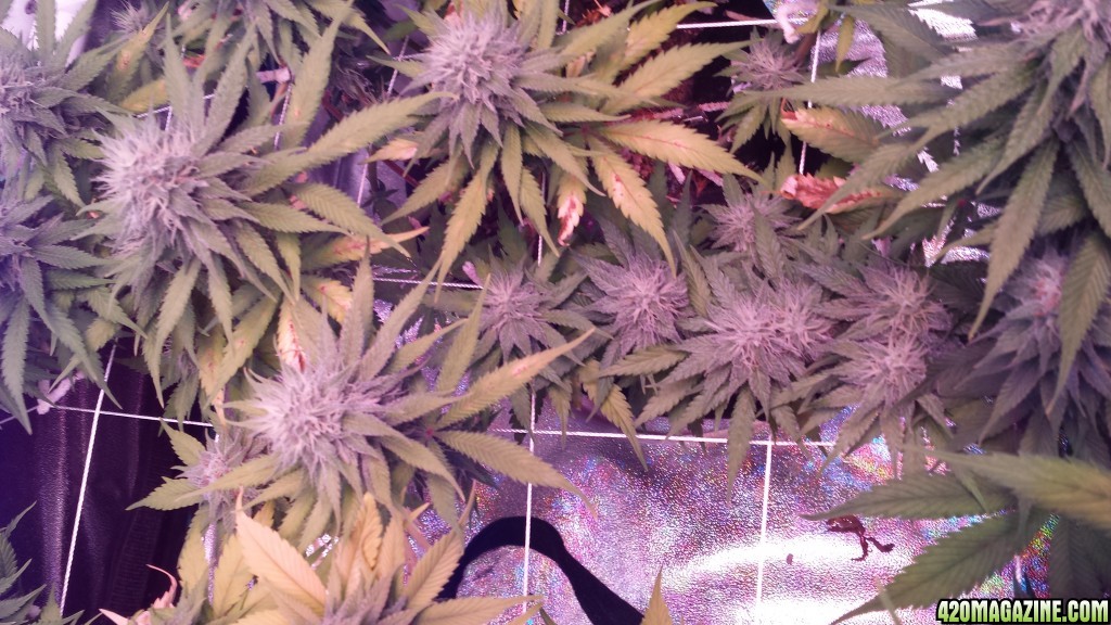 36 days flower