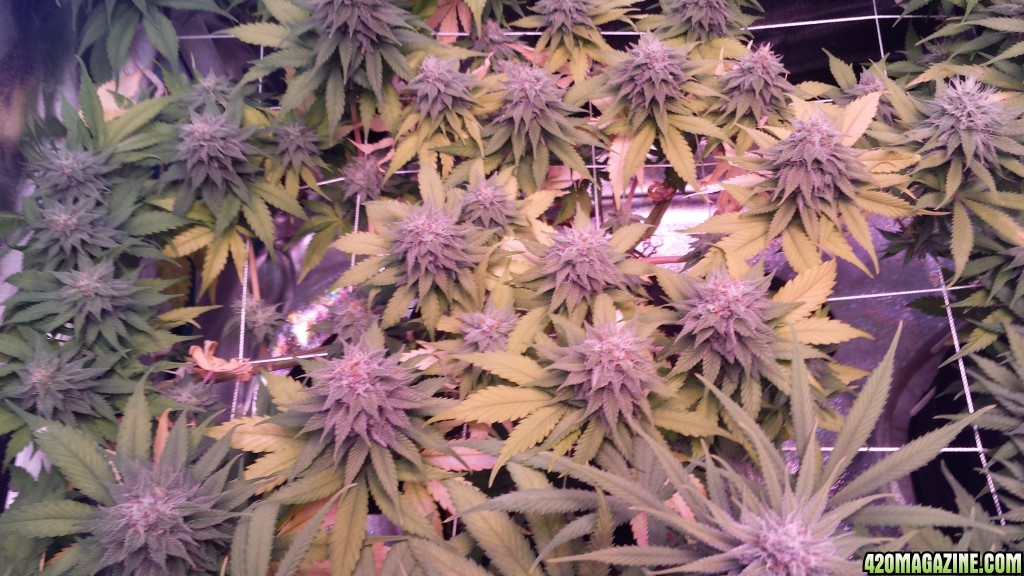 36 days flower