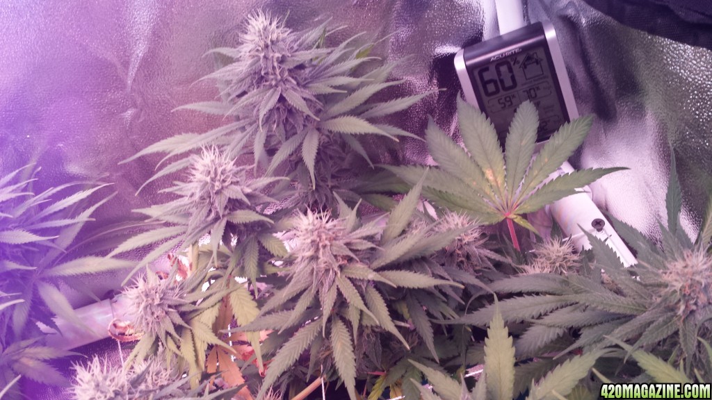 36 days flower