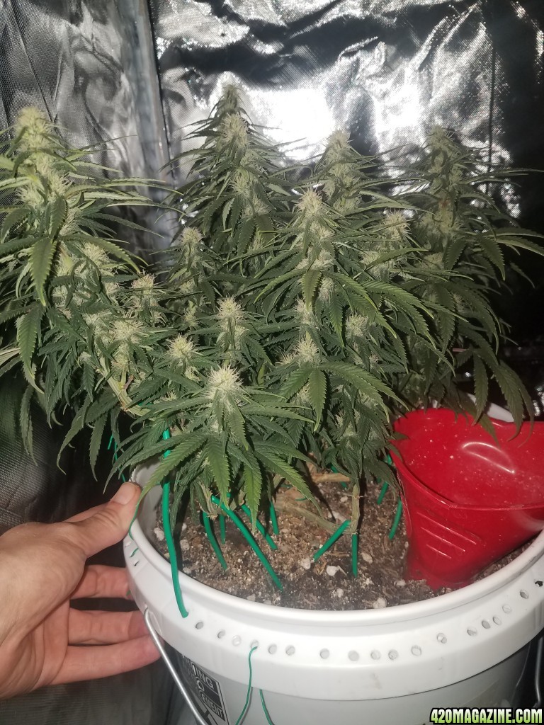 36 days in flower early vixen organic