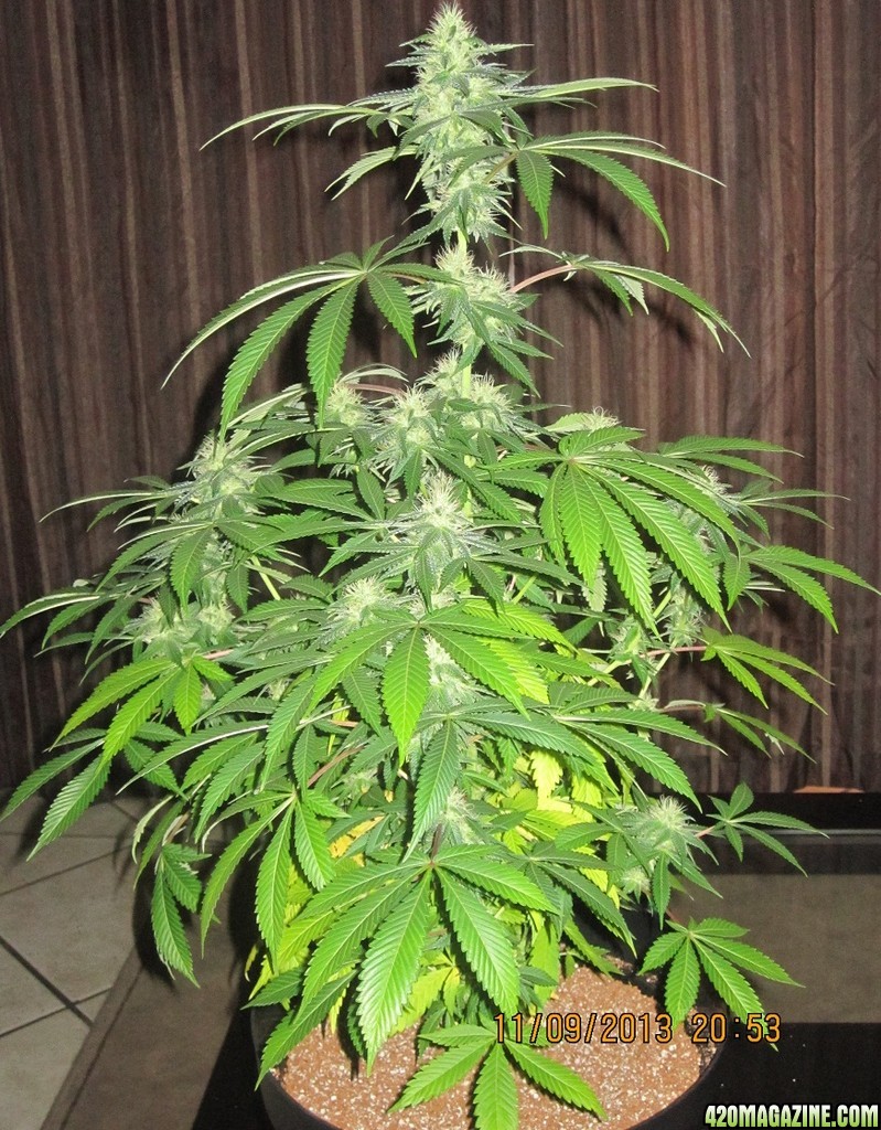 38 days flowering