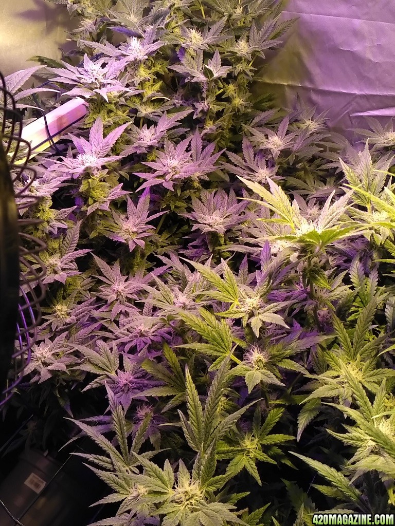 [38F] Sweet Seeds Cream Mandarine F1