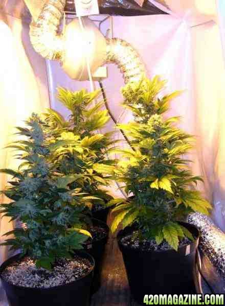 3_super_skunk_plants