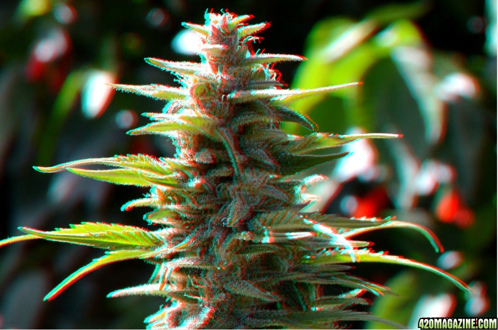 3D Jack Herer top