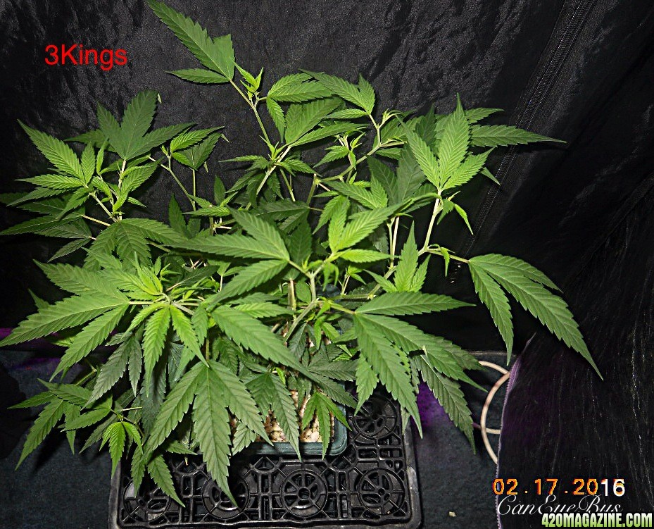 3Kings veg