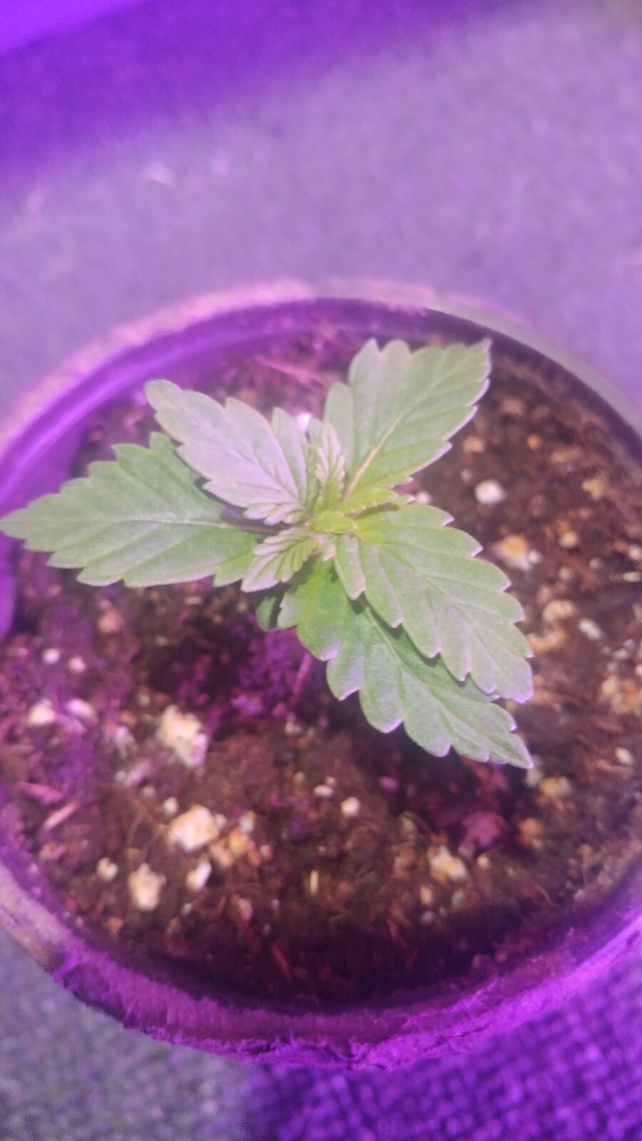 3rd plant 001.jpg