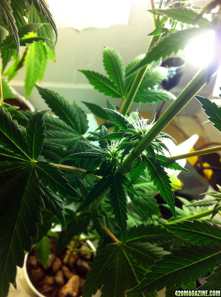 3rd Week Flowering.