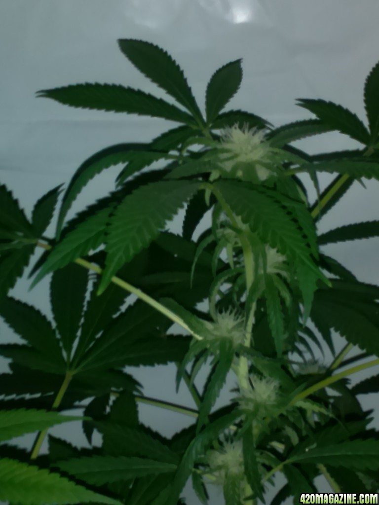 3rd week of flowering  sleestak