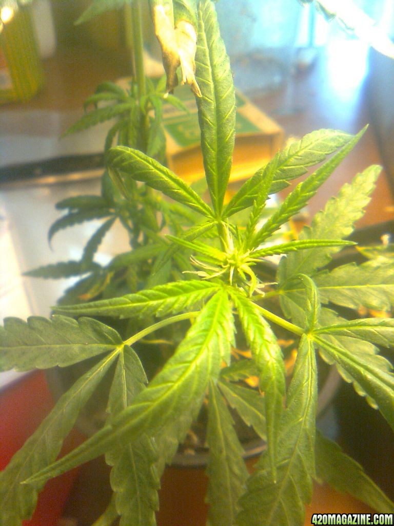 3x Lemon skunk clones at flowering