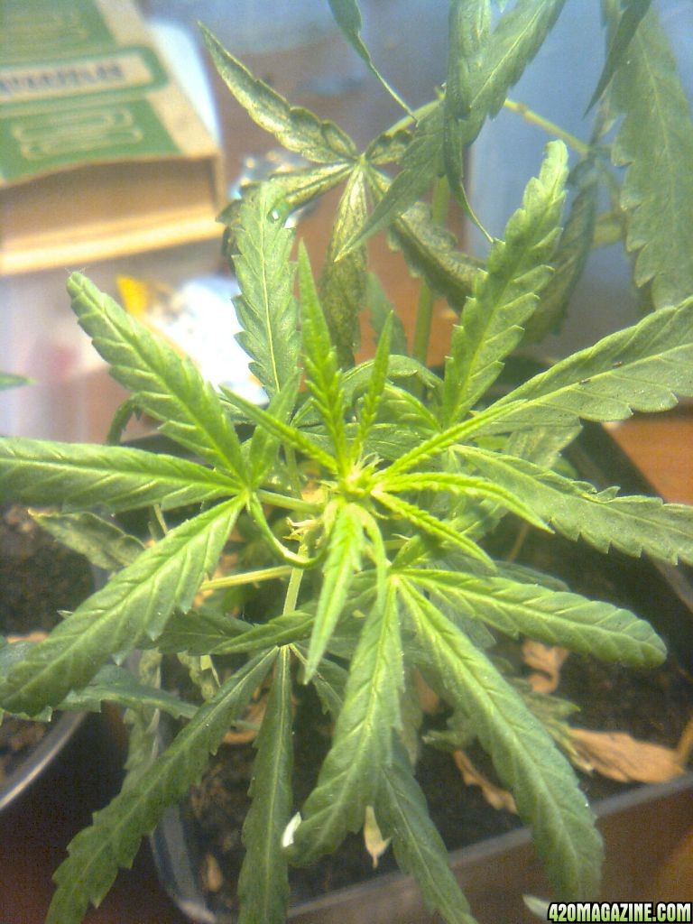 3x Lemon skunk clones at flowering