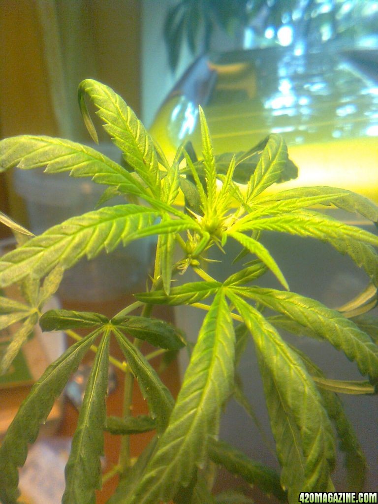 3x Lemon skunk clones at flowering