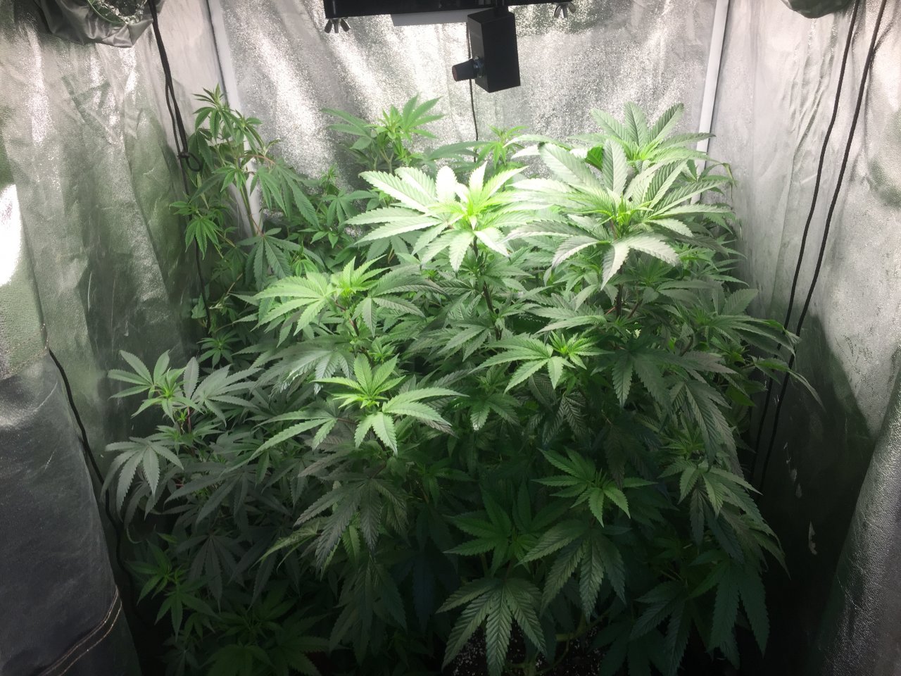 3x3 veg tent