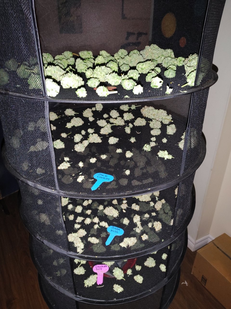 4/12 plants drying