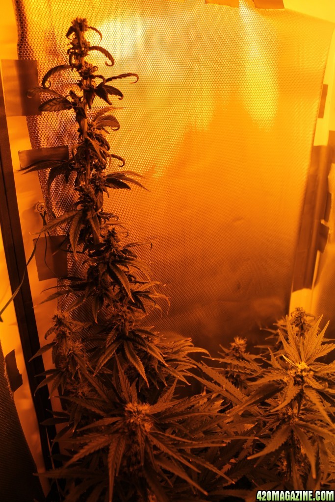 4,5weeks in flower