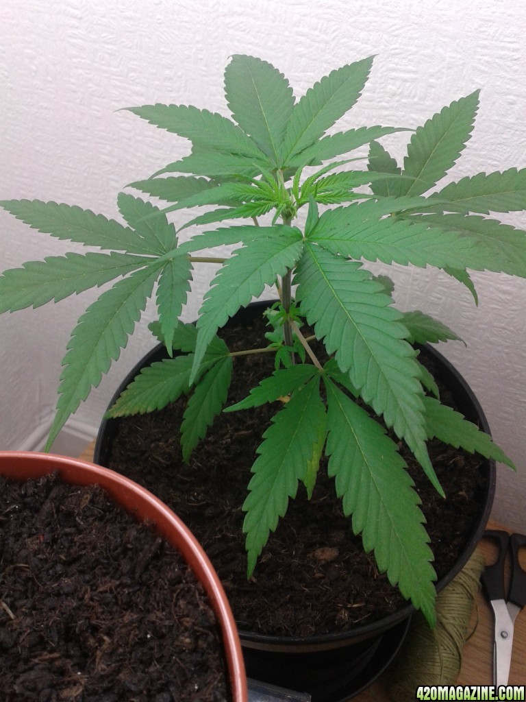 4 &amp; half week old UNKNOWN plant (vegging)