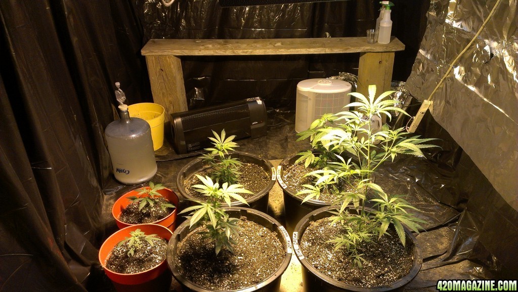 4 clones, 2 seedlings