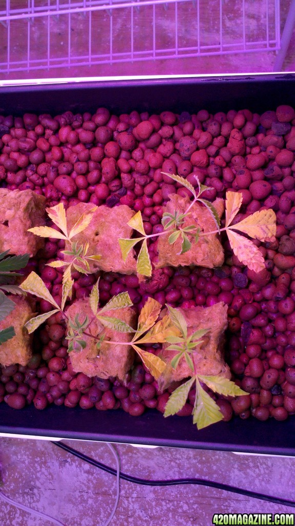 4-day old ATF clones