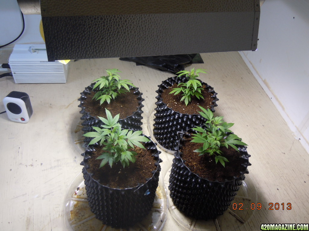 4 OG Kush clones vegin under the 400 MH