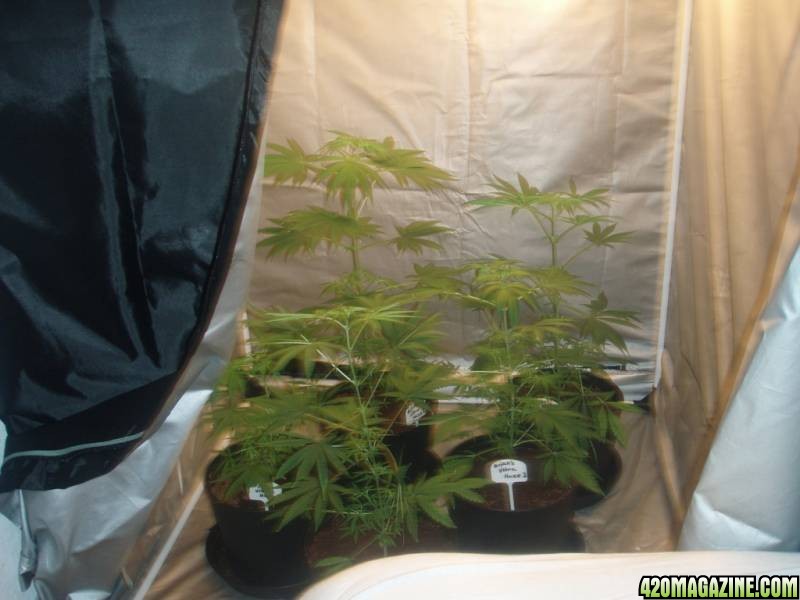 4 Snow Whtie's and 4 PPP ( Pure Power Plant ) they are at 33 days in flower