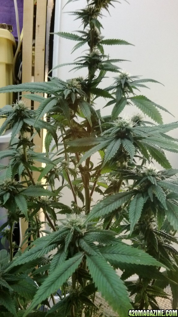 4 weeks flowering