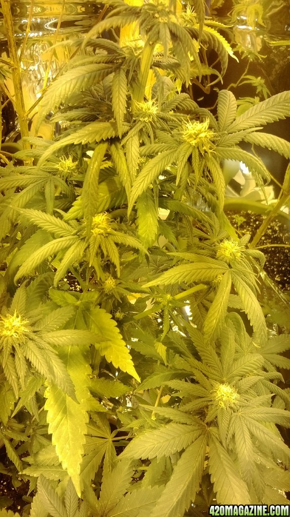 4 weeks flowering