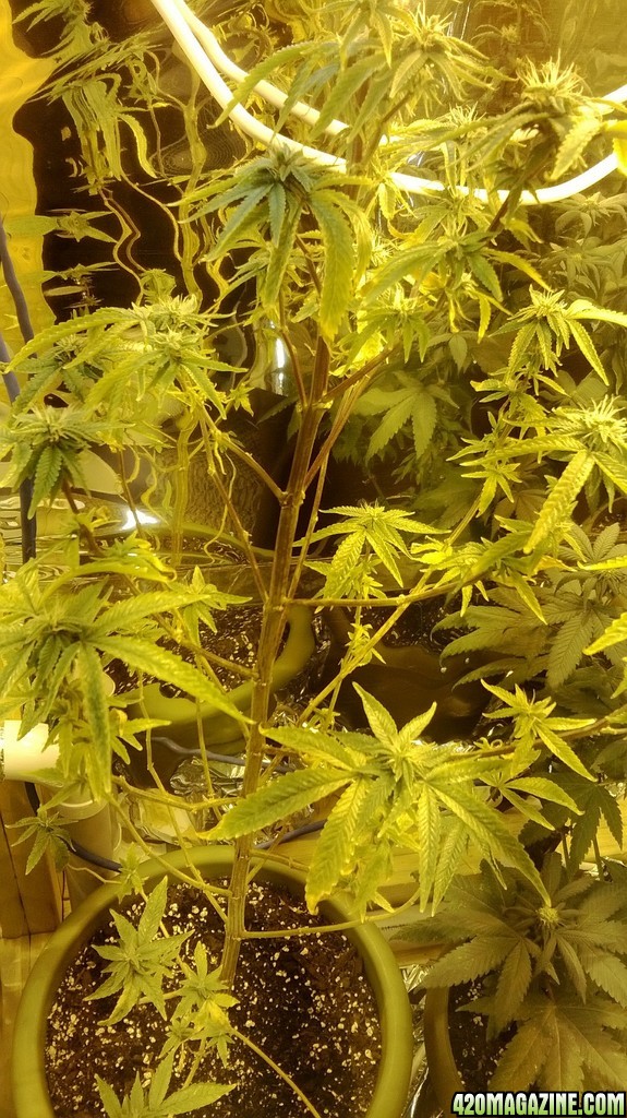 4 weeks flowering