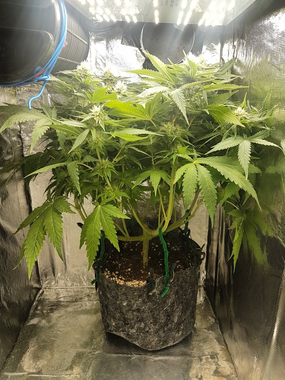 4 weeks from flip