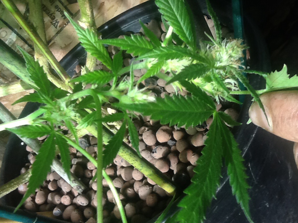 4 weeks into flowering are my girls going hermi?