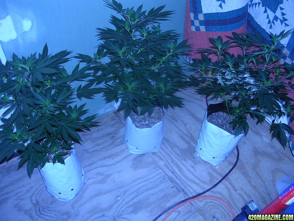 40 day old clones