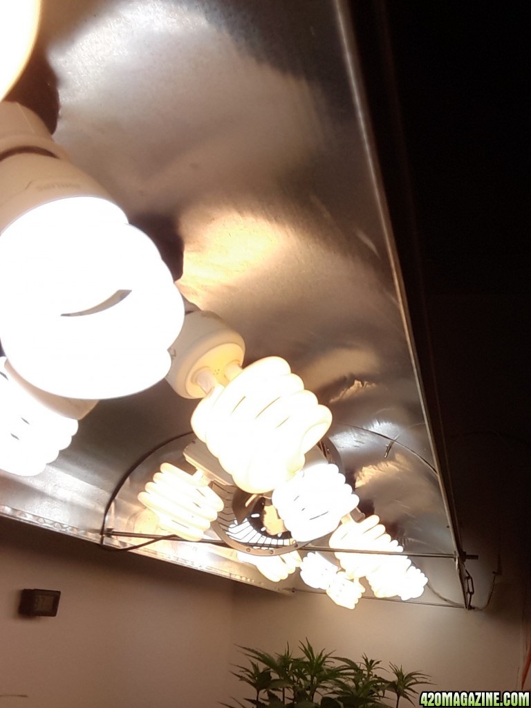 400 watt DIY cfl hood