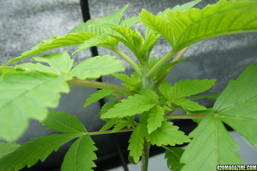 41_seedling_closeup_day30