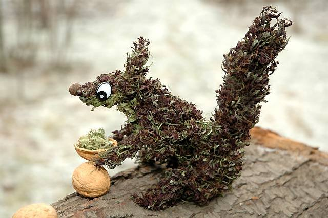 420-squirrel