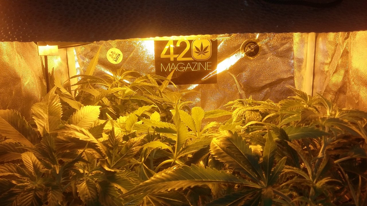 420 veg tent :p