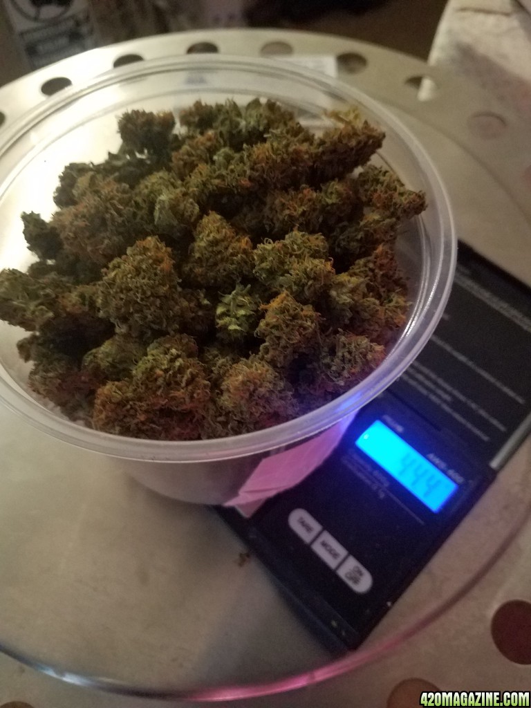 44 gs baby of organic broken simmons