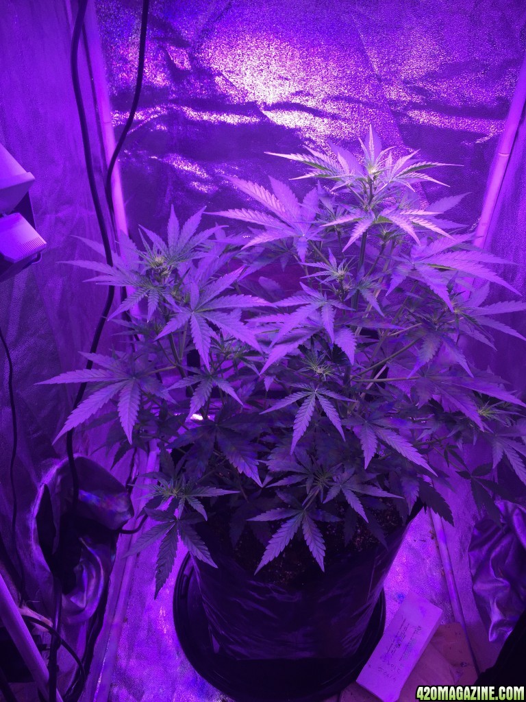 450 watt Led x2 White Widow xBig Bud auto