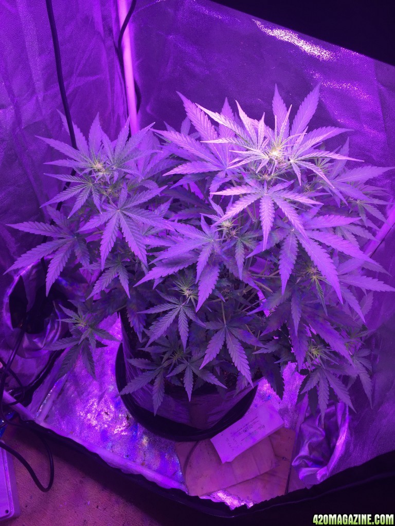 450 watt Led x2 White Widow xBig Bud auto