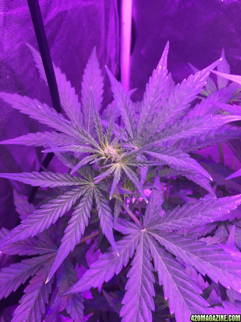 450 watt Led x2 White Widow xBig Bud auto