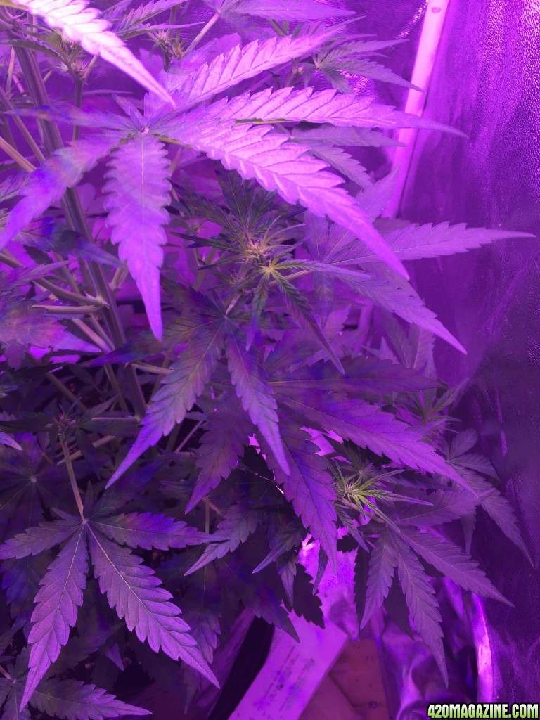 450 watt Led x2 White Widow xBig Bud auto