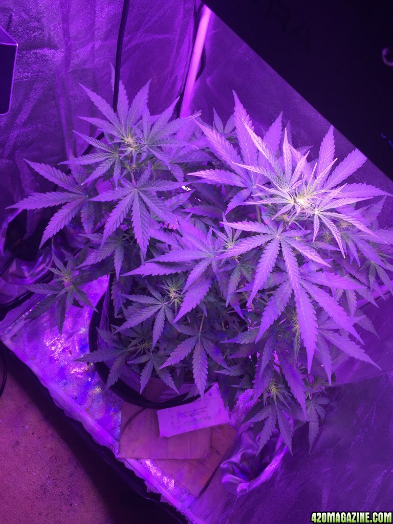 450 watt Led x2 White Widow xBig Bud auto