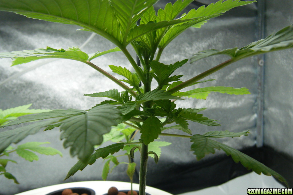 45_seedling_closeup_day31