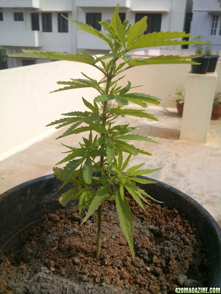 46 days old