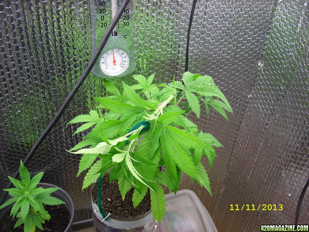 47 days of 12/12 from seed