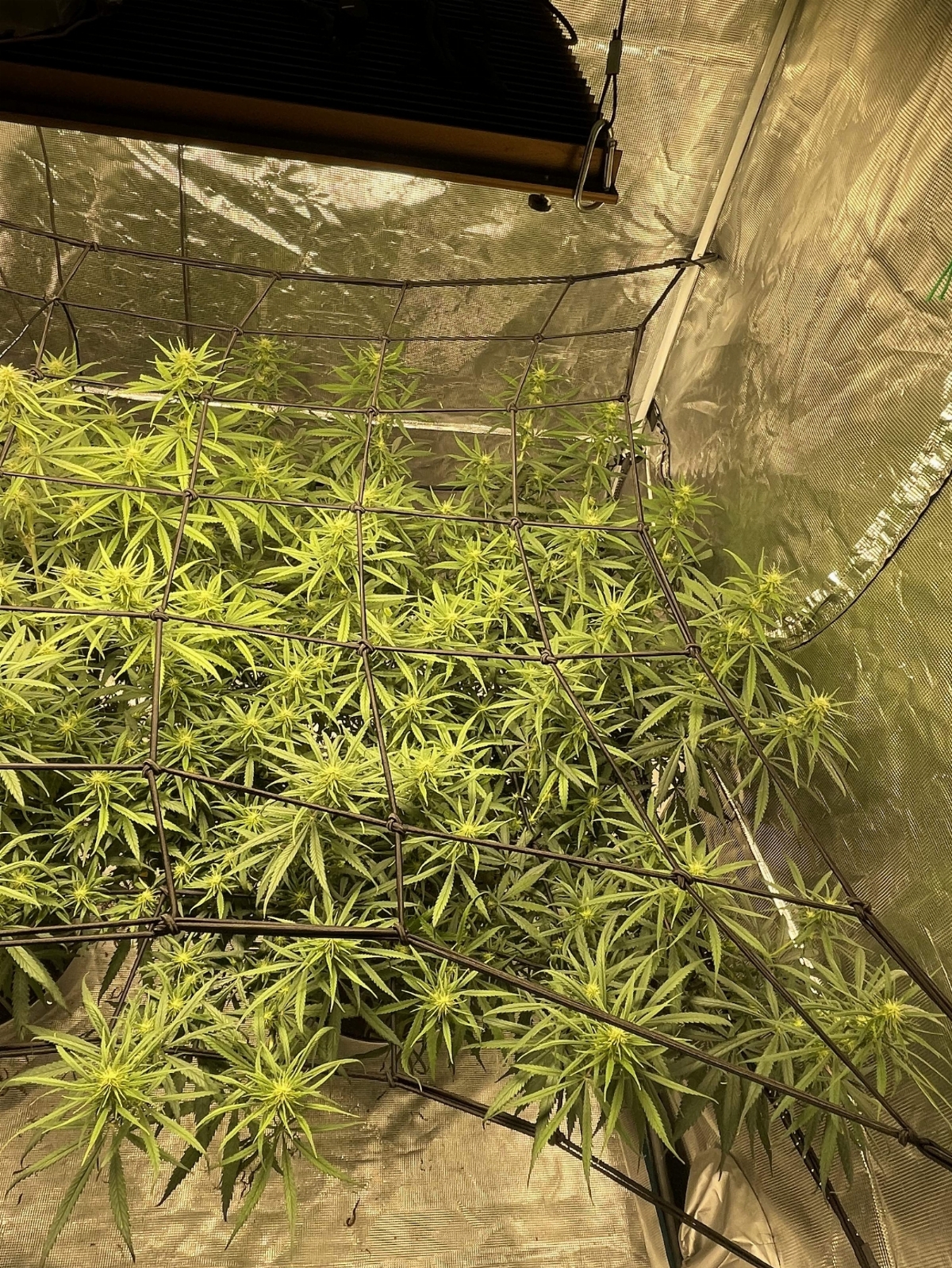 4745377_grow-journal-by-ehcndgrowerace-seedsmalawi.jpg