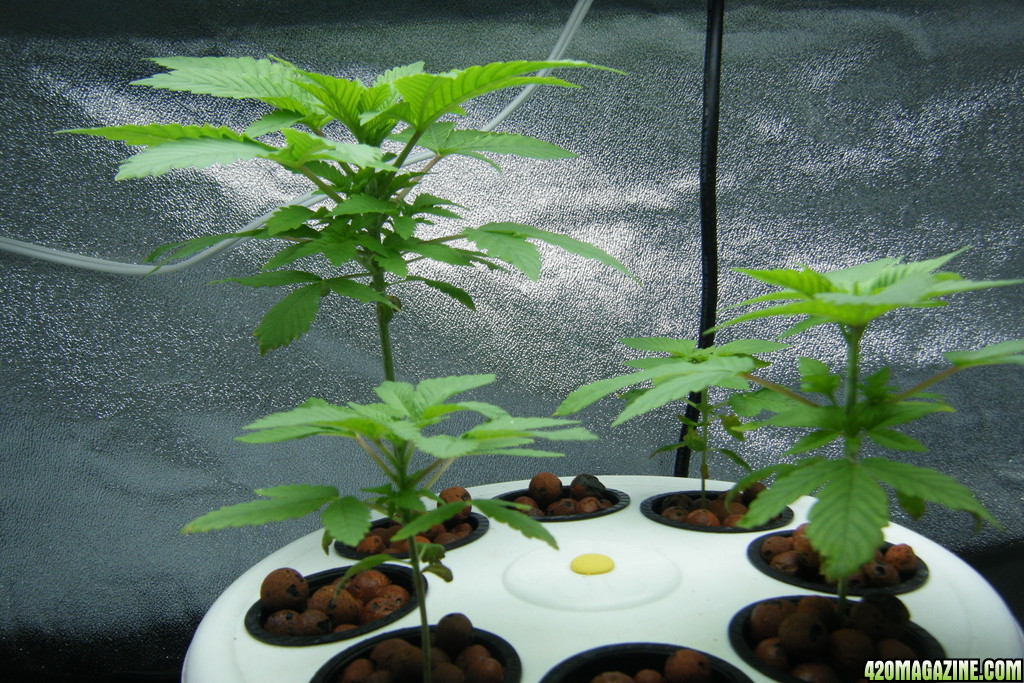 47_seedlings_day32