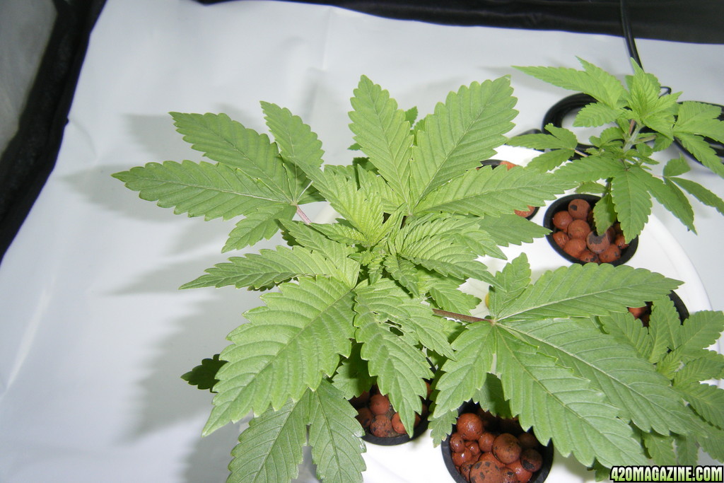 48_seedling_day32